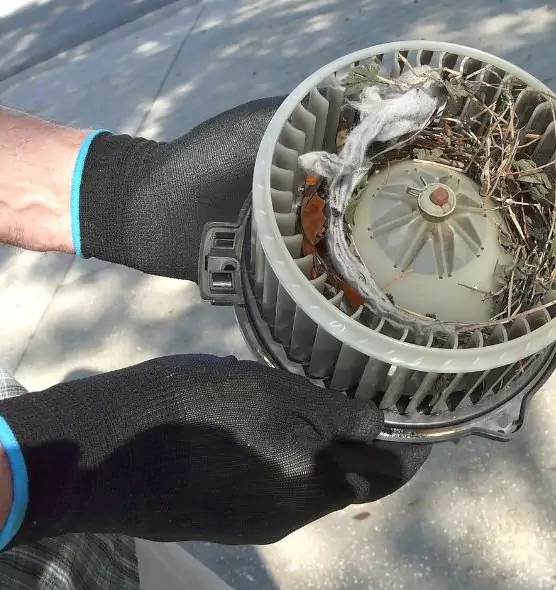 About Air Duct Mice Removal in Coos Bay, OR